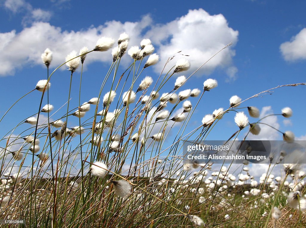 Cotton Clouds and Cotton Grass