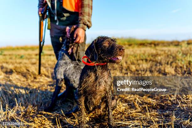 un cane da ferma a pelo corto in piedi accanto al suo padrone in un campo di grano - cane da caccia foto e immagini stock