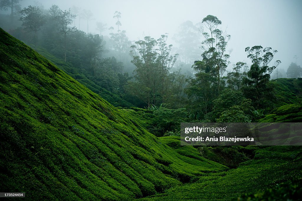 Tea plantations of Cameron Highlands