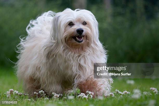 walking dog - havanese stock pictures, royalty-free photos & images