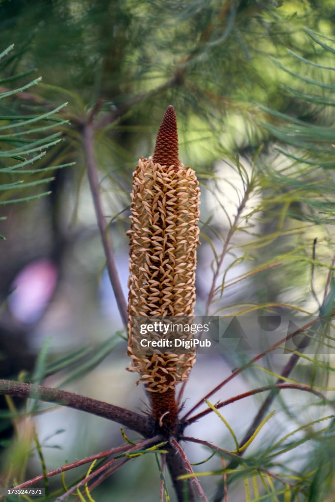 Banksia Hairpin