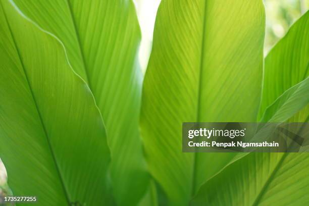 green leaves​ natural​ background​ - tulsi stockfoto's en -beelden
