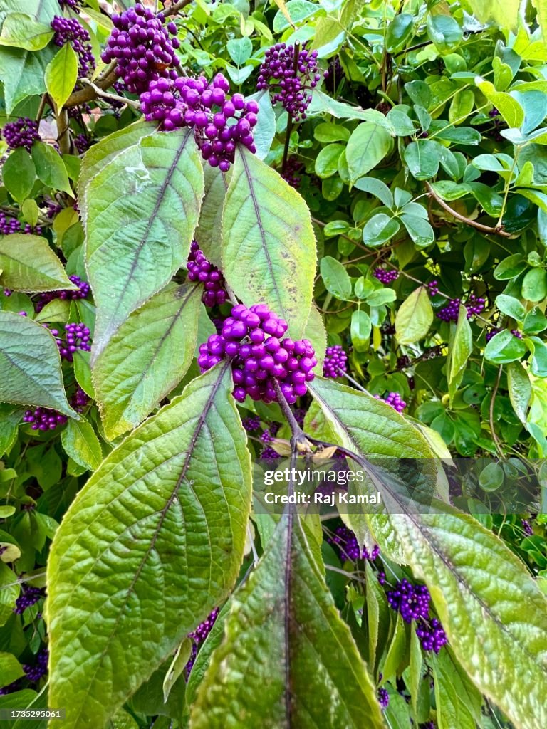 American Beautyberry (French Mulberry)