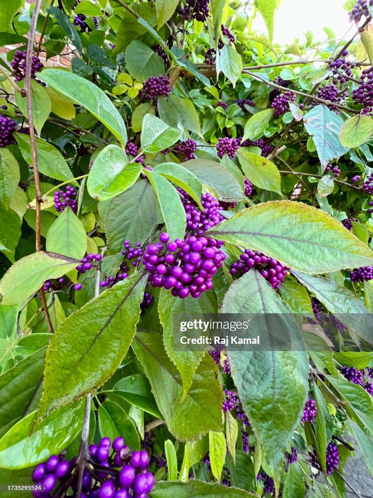 American Beautyberry (French Mulberry)