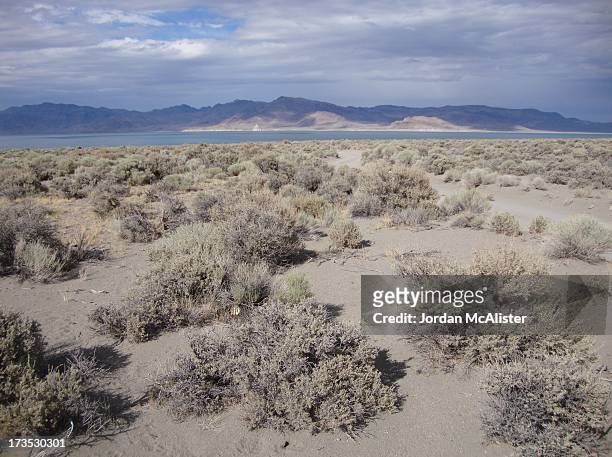 Pyramid Lake is the geographic sink of the Truckee River Basin and is located 40 miles northeast of Reno in Washoe County. The inflow is moderately...