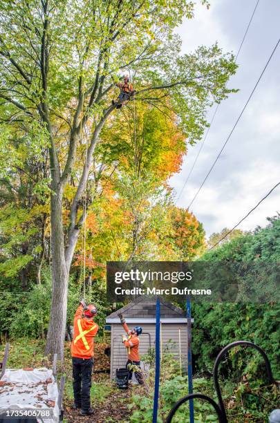 484 Tree Pruning Ladder Stock Photos, High-Res Pictures, and Images ...