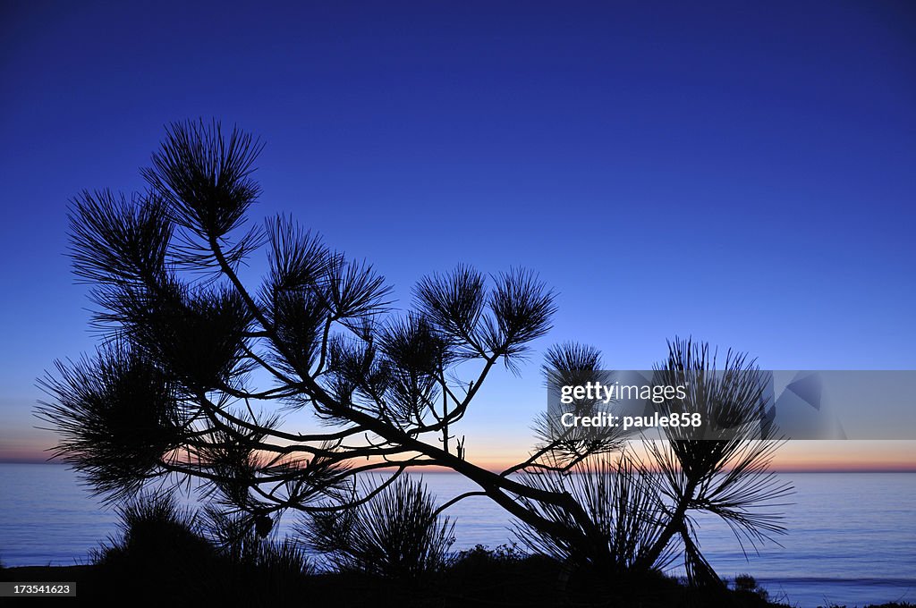 Torrey Pine Tree