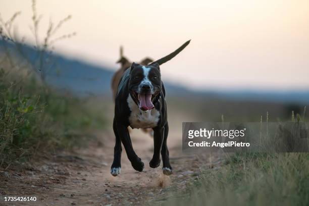 walking the dog at sunset - correndo stock pictures, royalty-free photos & images