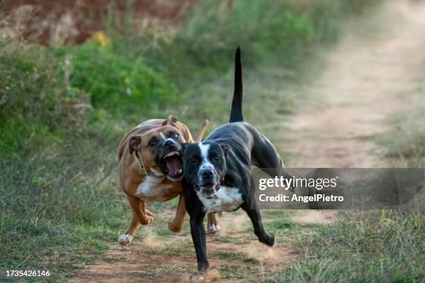 american stanford female competing in a race with a mixed breed dog. - ferocious dog stock pictures, royalty-free photos & images