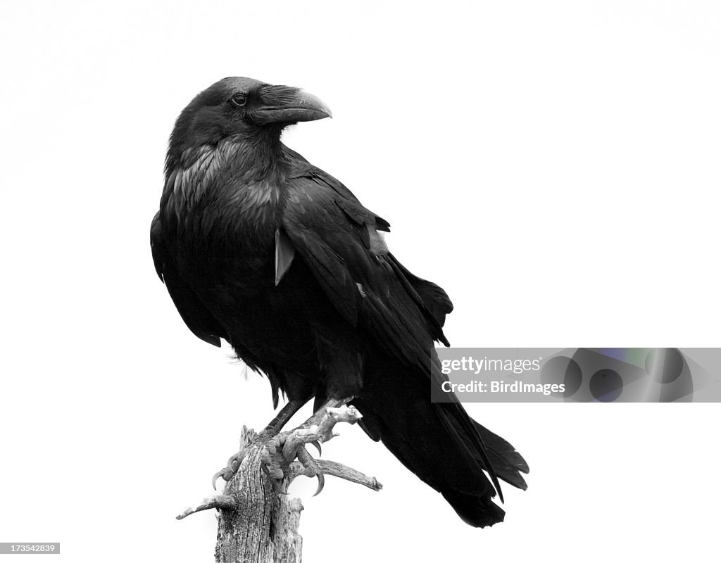 Raven in Schwarz & Weiß-isoliert