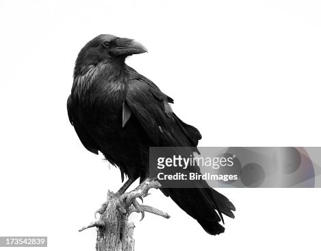 Raven in Black & White - Isolated