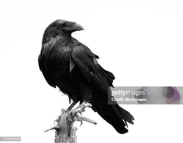 raven in black & white - isolated - crow bird 個照片及圖片檔