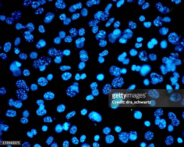 menschliche zelle unter mikroskop - microbiologie stock-fotos und bilder