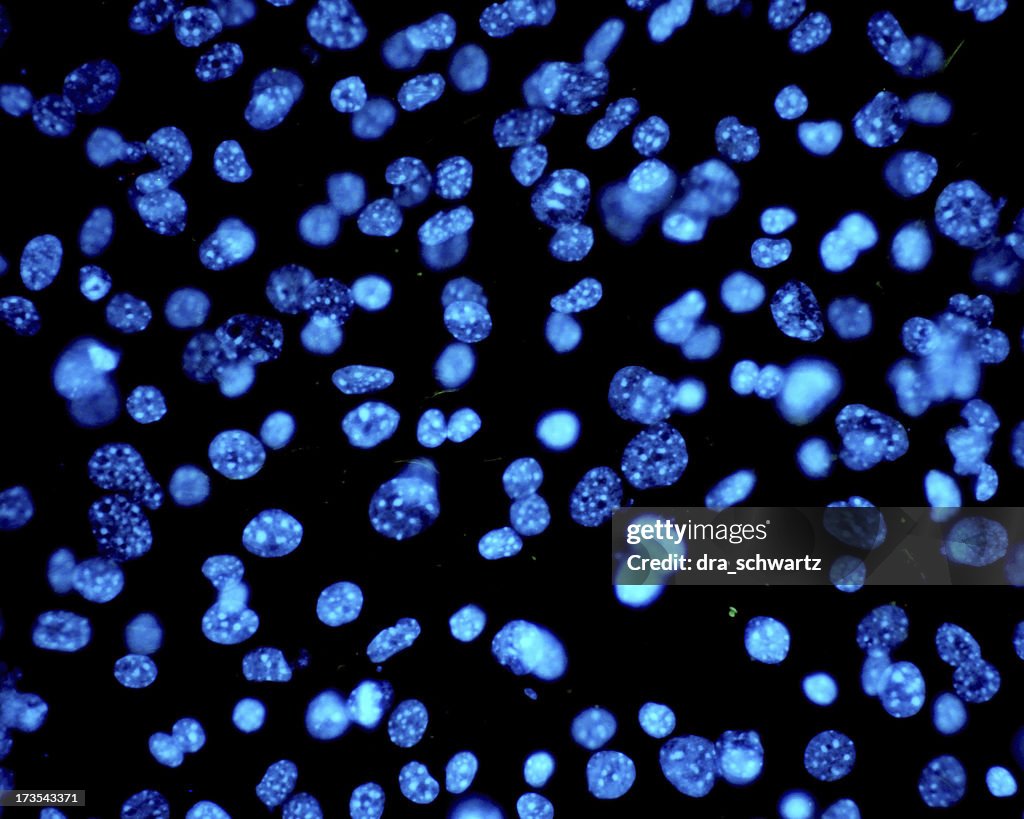 Human Microscope Human Cells Under Microscope High-Res Stock Photo - Getty Images