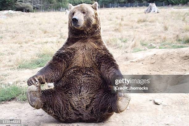 bearing it all - bear bildbanksfoton och bilder