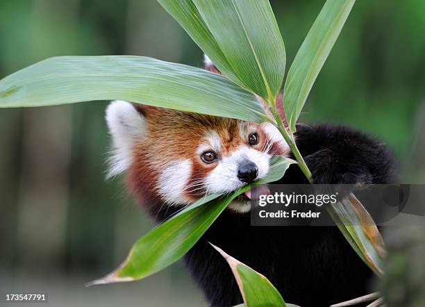 red panda - pandas stockfoto's en -beelden