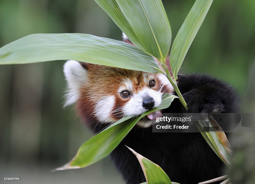 Red panda