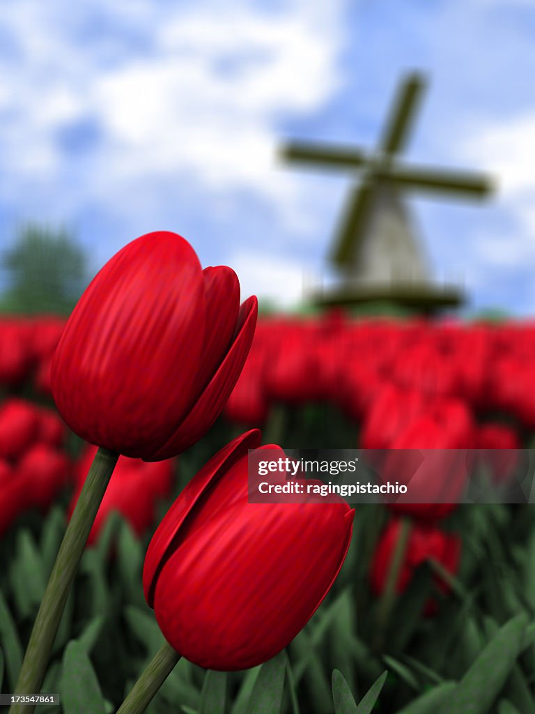 Close up of red tulips in Holland