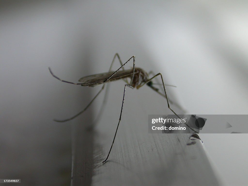 Mosquito profile