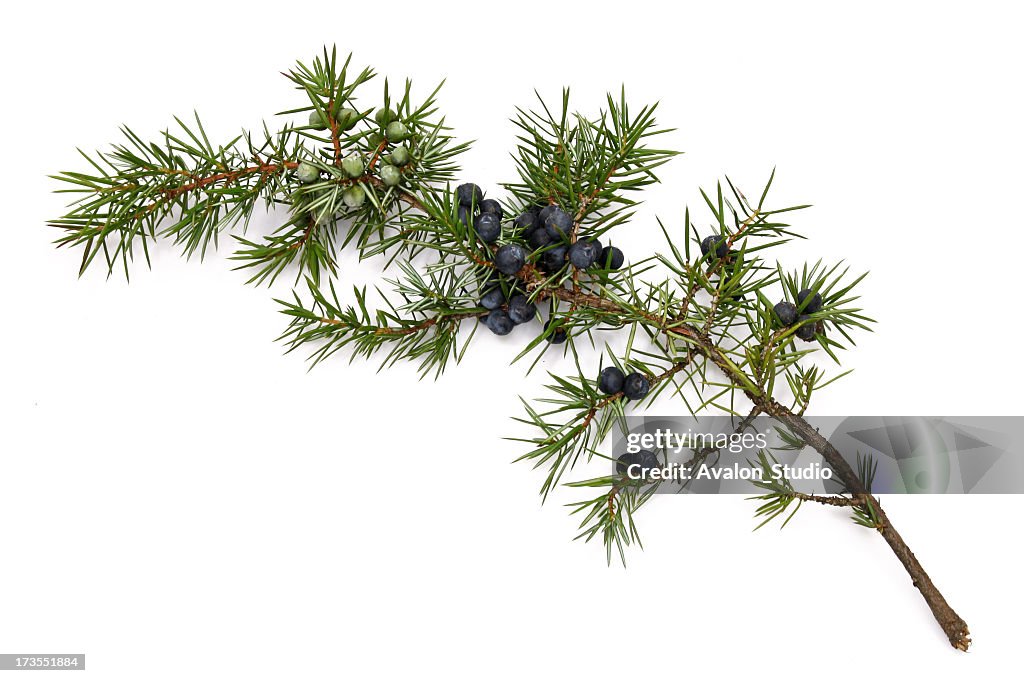 Juniper twig