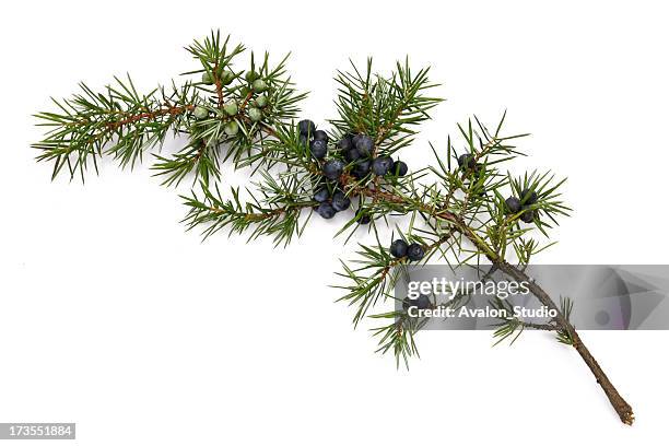 juniper twig - isolated twig stock pictures, royalty-free photos & images