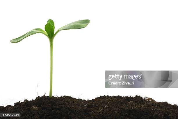young plant standing tall above the soil  - seedling bildbanksfoton och bilder
