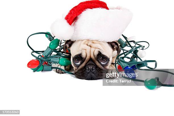 luzes de natal - cute pug - fotografias e filmes do acervo