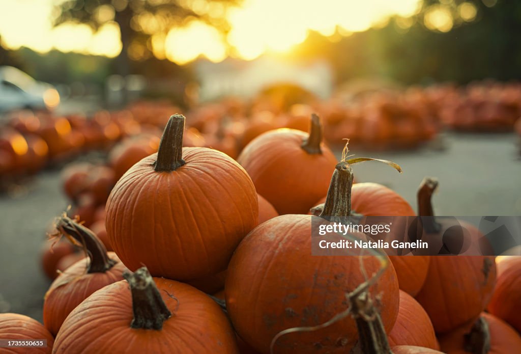 At the Pumpkin Patch