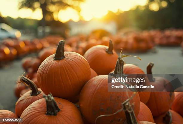at the pumpkin patch - pumpkin stock pictures, royalty-free photos & images