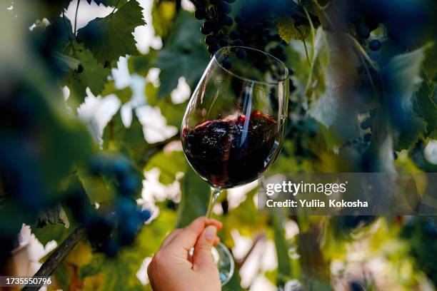 hand holding glass of wine in front of vine - rode wijn stockfoto's en -beelden