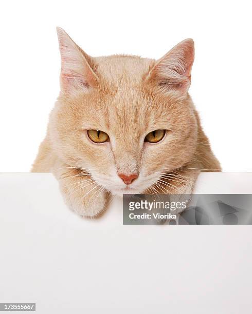 blank sign - cat - cat holding sign stock pictures, royalty-free photos & images