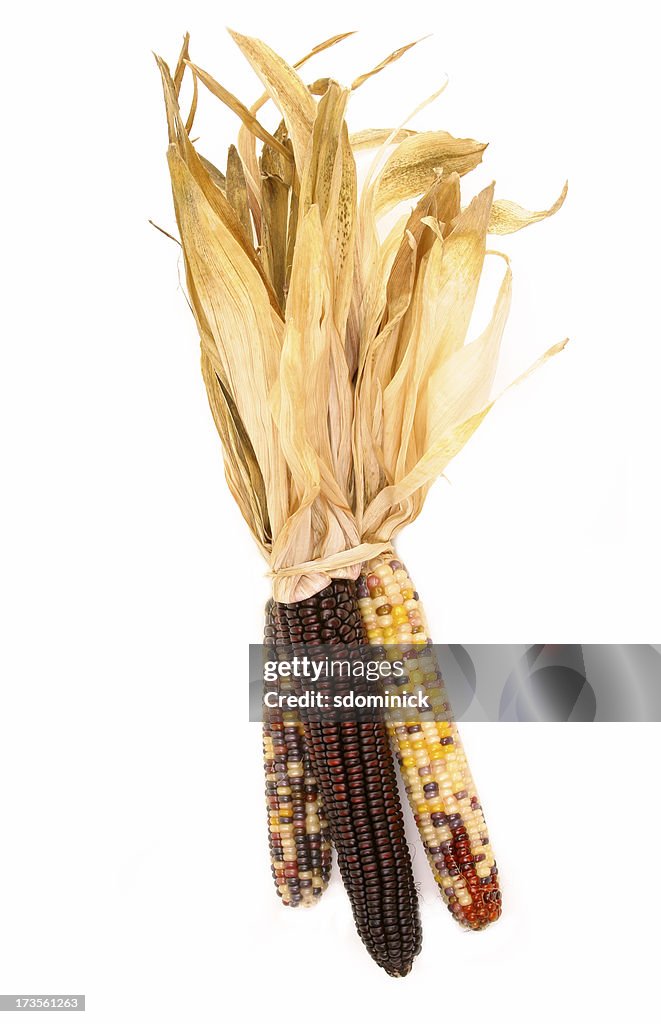 Indian Corn