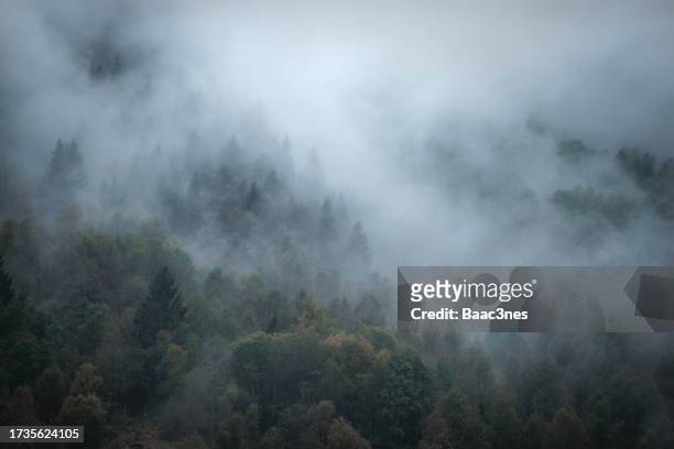 morning fog in the forest - majestic stock pictures, royalty-free photos & images