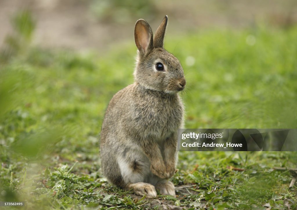 Wild Rabbit (Oryctolagus cuniculus)