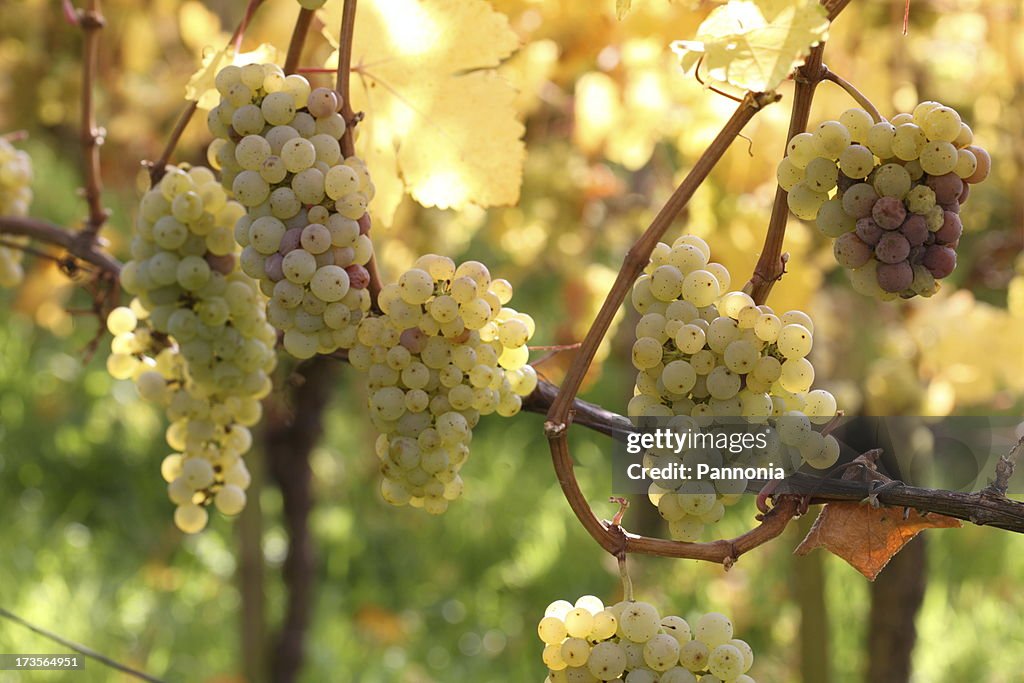 Grapes on Vine