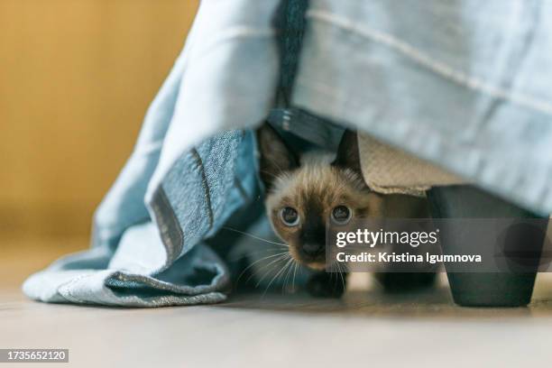 a siamese kitten with big hunting eyes sits under the sofa. purebred domestic cat plays. kitten learns to hunt - happy cats stock pictures, royalty-free photos & images