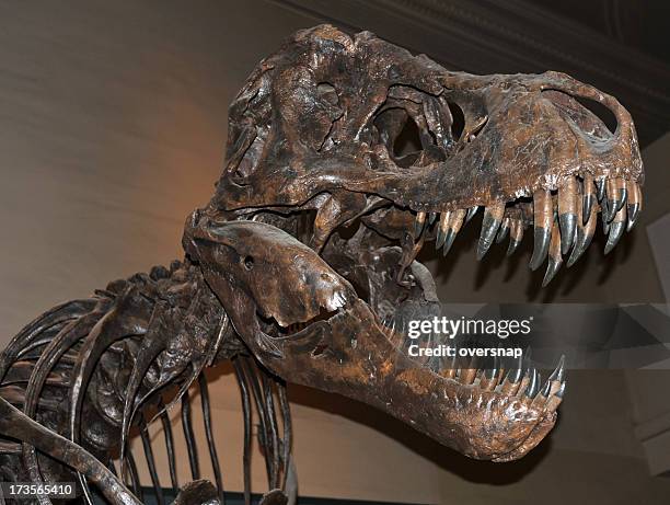 t rex - natural history museum bildbanksfoton och bilder