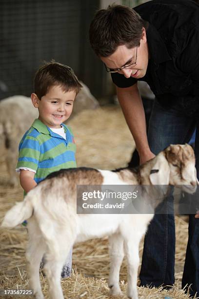 goat petting - kinderboerderij stockfoto's en -beelden