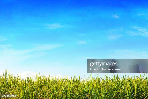 grünen feld & blue sky - sugar cane field stock-fotos und bilder