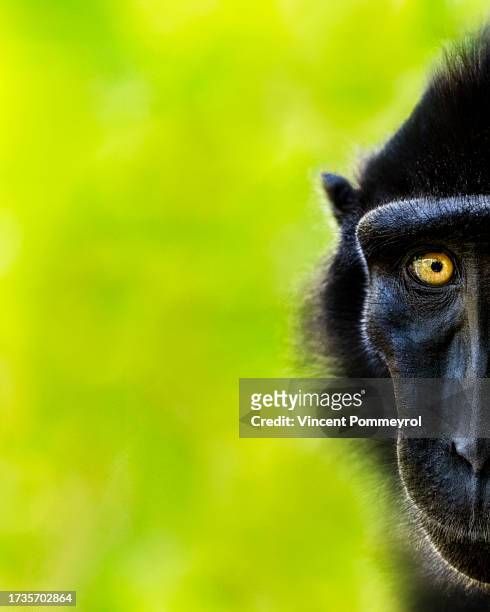 celebes crested macaque-macaque nègre (macaca nigra) - celebes macaque stock-fotos und bilder
