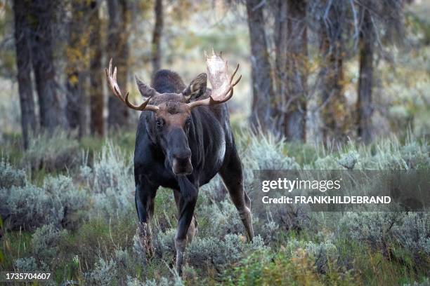 alce toro en tetons - alce fotografías e imágenes de stock