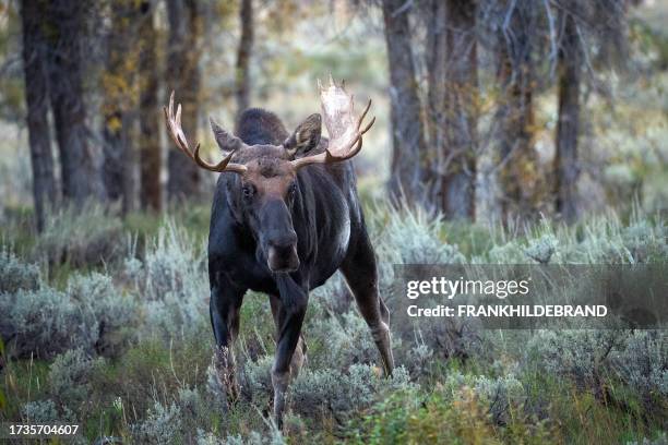 bull moose in tetons - alce stockfoto's en -beelden