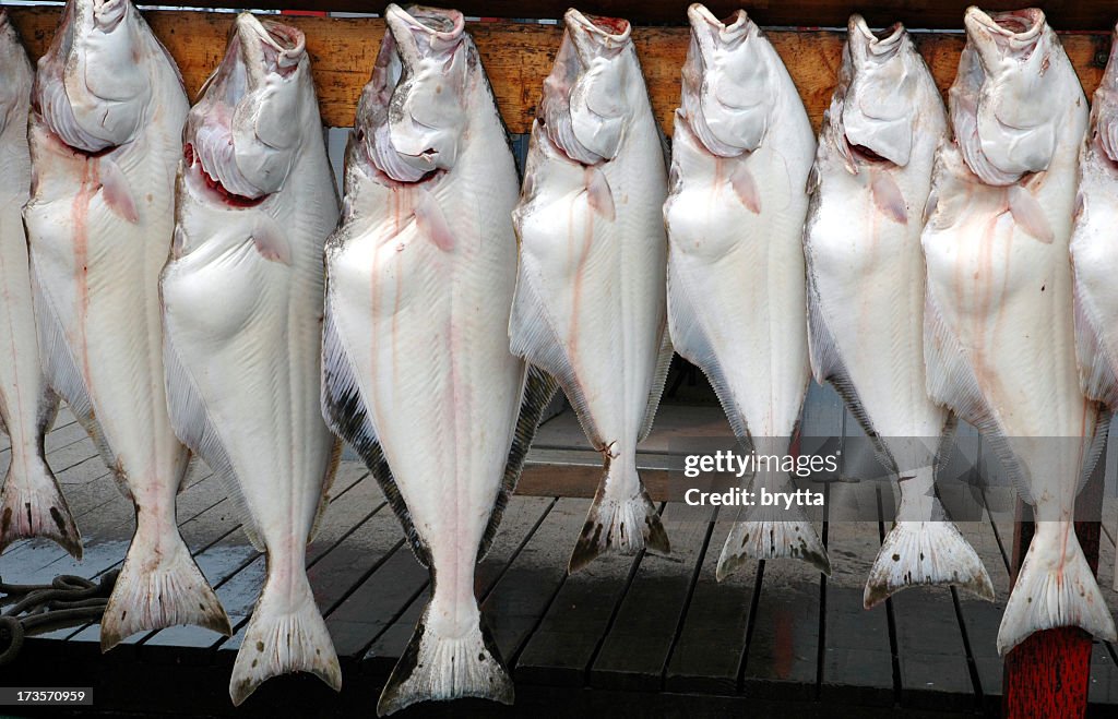 Freshly caught halibut in Homer Spit,Alaska,USA