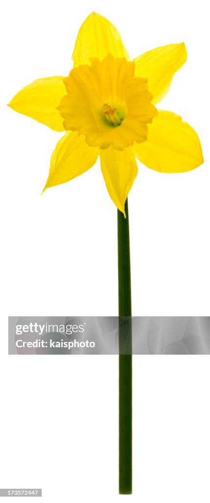 Single daffodil