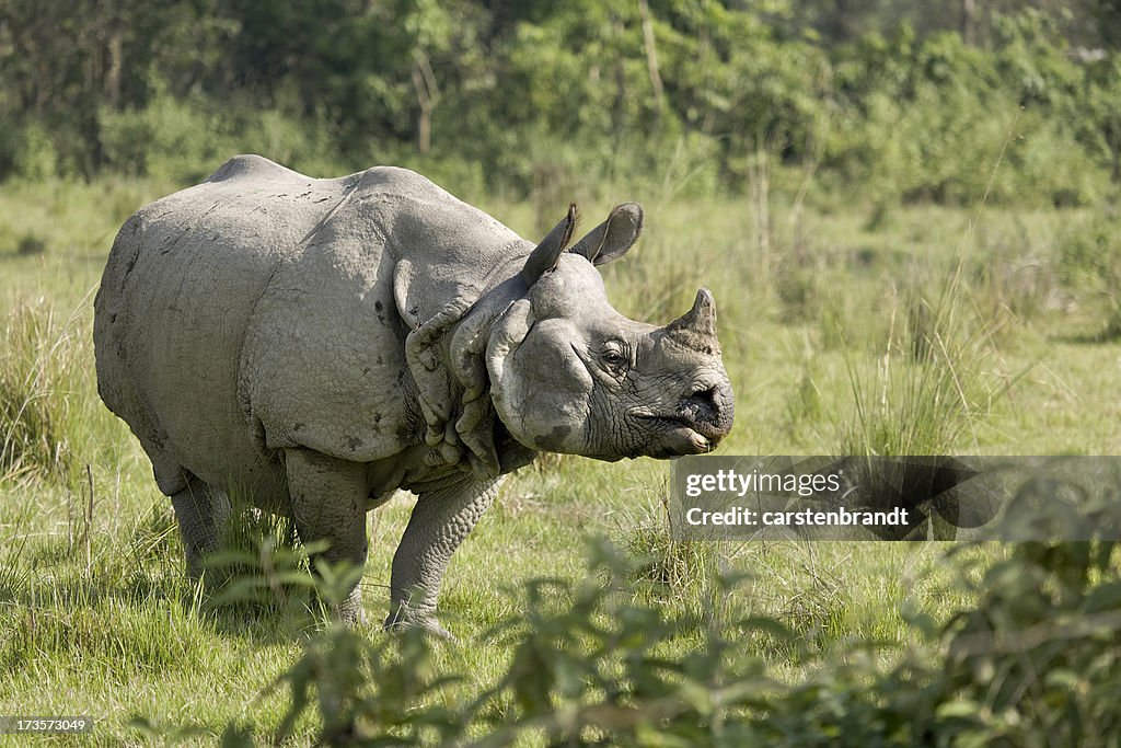 Indian Rhino bull