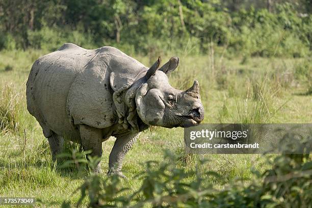 indian rhino bull - rhinoceros bildbanksfoton och bilder