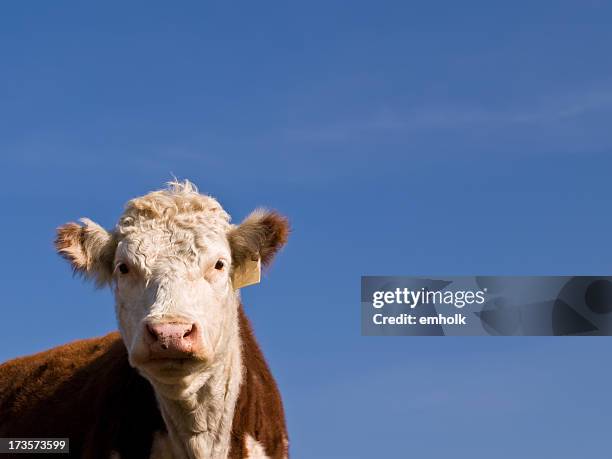 hereford cow and blue sky - hereford stock pictures, royalty-free photos & images