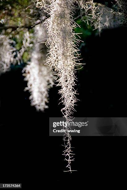 detail of spanish moss against a black background - air plant stock pictures, royalty-free photos & images