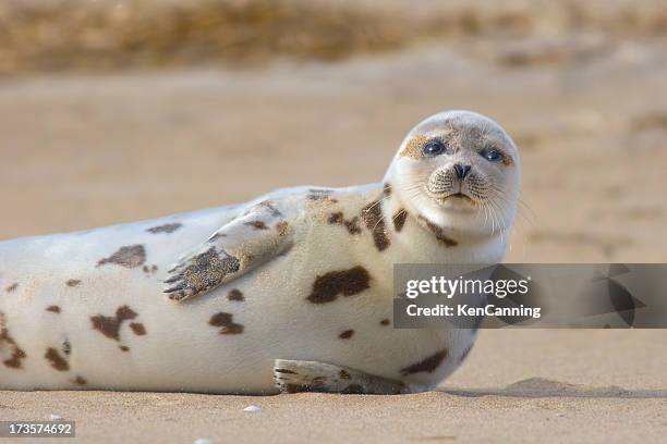 foca común relaja en la playa de arena - foca común fotografías e imágenes de stock