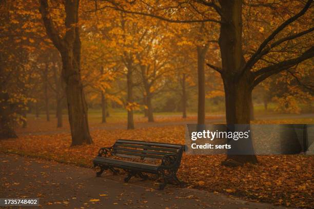 autumnal serenity in regent's park, london - regent's park stockfoto's en -beelden